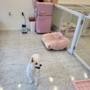 댕댕이 이쁘개 이미지