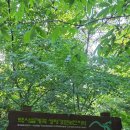 백사실계곡(백석동천) 숲길 산책 후기