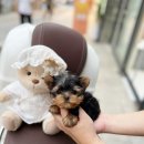 광주강아지분양 고양이분양 24시 데려가개본점 이미지