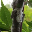 선녀농장 이미지