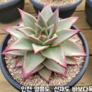 바보다육