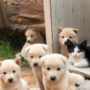 개린이집 이미지