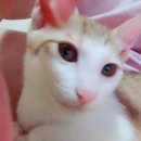 조신옆골 이미지