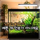 열대어(관상어) 기르기 입문 | 열대어키우기, 화려함에 반한 초보 집사들이 쉽게 포기하는 이유