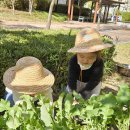 10월4주(분홍반)- 귀여운 농부친구들🧑‍🌾 이미지