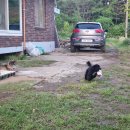 땡칠이 민박 이미지