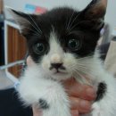 형제동물병원 이미지