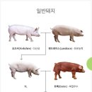 돼지나라돼지한마리 이미지