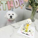 이야(YIYA) 이미지