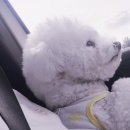 지금여기서행복하개 이미지