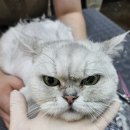 고양이 무마취 미용전문 이미지