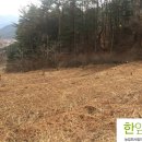 한잎새