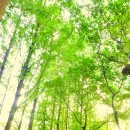 부평공원 이미지