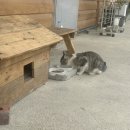 삼막골카라반펜션 | [경주;삼막골카라반펜션] 가족여행 (불국사,겹벚꽃, 황리단길 먹거리,전동차)