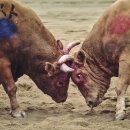 ‘소싸움 전면 금지’ 국회 결의안 나와…5만명 국민청원이 계기 이미지