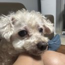 닥엔돈스(관양점) 네이버블로그