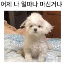 설레야 네이버블로그
