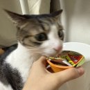 무인31 | 고양 행신역 무인매장 아무도없개 행신역점 반려묘 용품 구매 솔직후기!