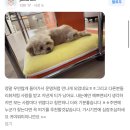 도그송 강아지분양 인천 송도점 이미지
