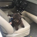 슈가팸팸 이미지