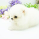 화이트포메라니안 이미지