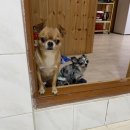 더슈나애견펜션 이미지