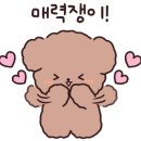 뽀삐애견 이미지