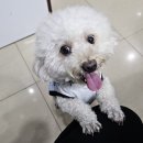 싱크팝 | [베트남] 호치민 사이공 동물원, 통일궁 & 오타쿠 쇼핑 - 팝마트 은혼 미키 이누야샤