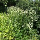 한올바이오파마(주) 이미지