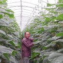 신흥농장 이미지