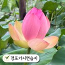 3.1운동 기념공원 공중화장실 | 강릉 경포가시연습지 연꽃명소 가볼만한곳 여행지 추천