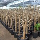 영신농원 이미지