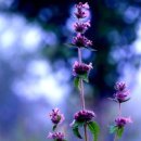 여름이네 이미지