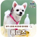 유지네 애견미용샵 | 광주 신창동 애견샵 털이몽땅! 폼피츠 목욕 &amp; 미용 후기