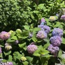 여수 재즈페스티벌 이미지