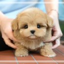 강아지고양이 미유펫 청주점 | 서울강아지보호소 미유펫 무료분양 후기