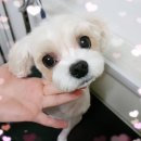 쿨한 강아지 이미지