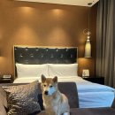 호텔 오크우드 프리미어 | 반려동물 동반 호텔, '오크우드 프리미어 인천' 호캉스 후기, 강아지 동반 펫캉스 금액