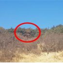 부여(외산)-3 이미지