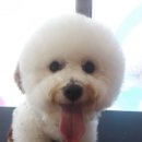 멍뭉이애견샵 이미지