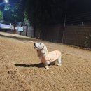 마루미트 | 강아지샤워타올 추천! 말미잘타올로 마루 목욕해본 솔직 후기🐶