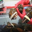 백호상회 이미지