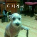 모찌아이스크림 네이버블로그