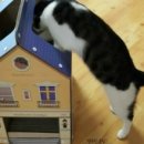 키튼하우스 이미지