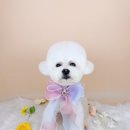 샵봄애견샵 이미지