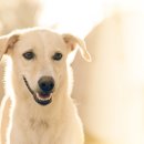 정원동물병원 이미지