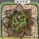 홍사초롱 이미지