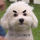 다 Daum카페