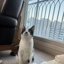 집사의하루 강남점 | [서울] 살면서 첨가본 고양이카페,,“집사의 하루 강남점” 꿀잼 후기