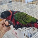 앵무세상 이미지